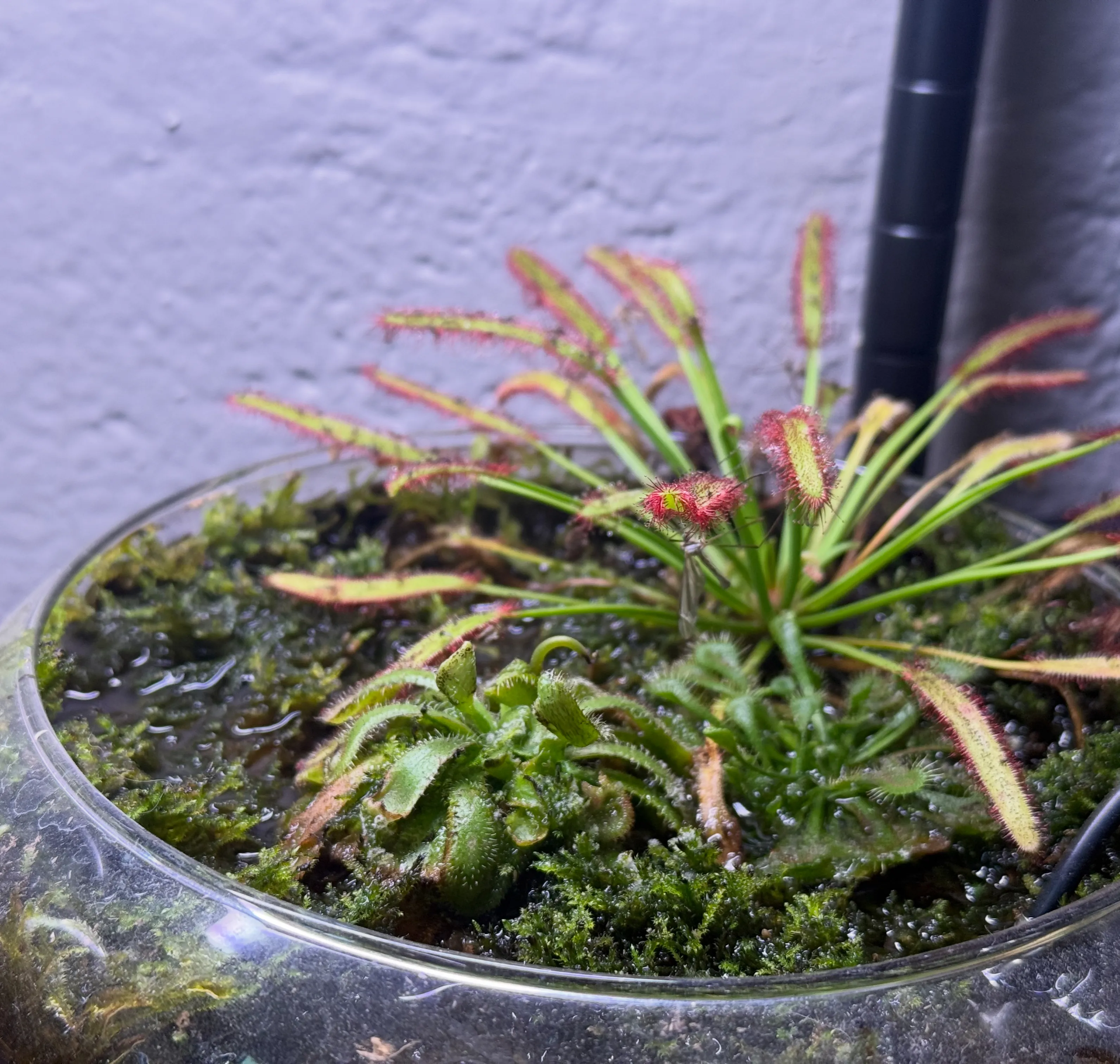 A trio of lidded apothecary-jar terrariums