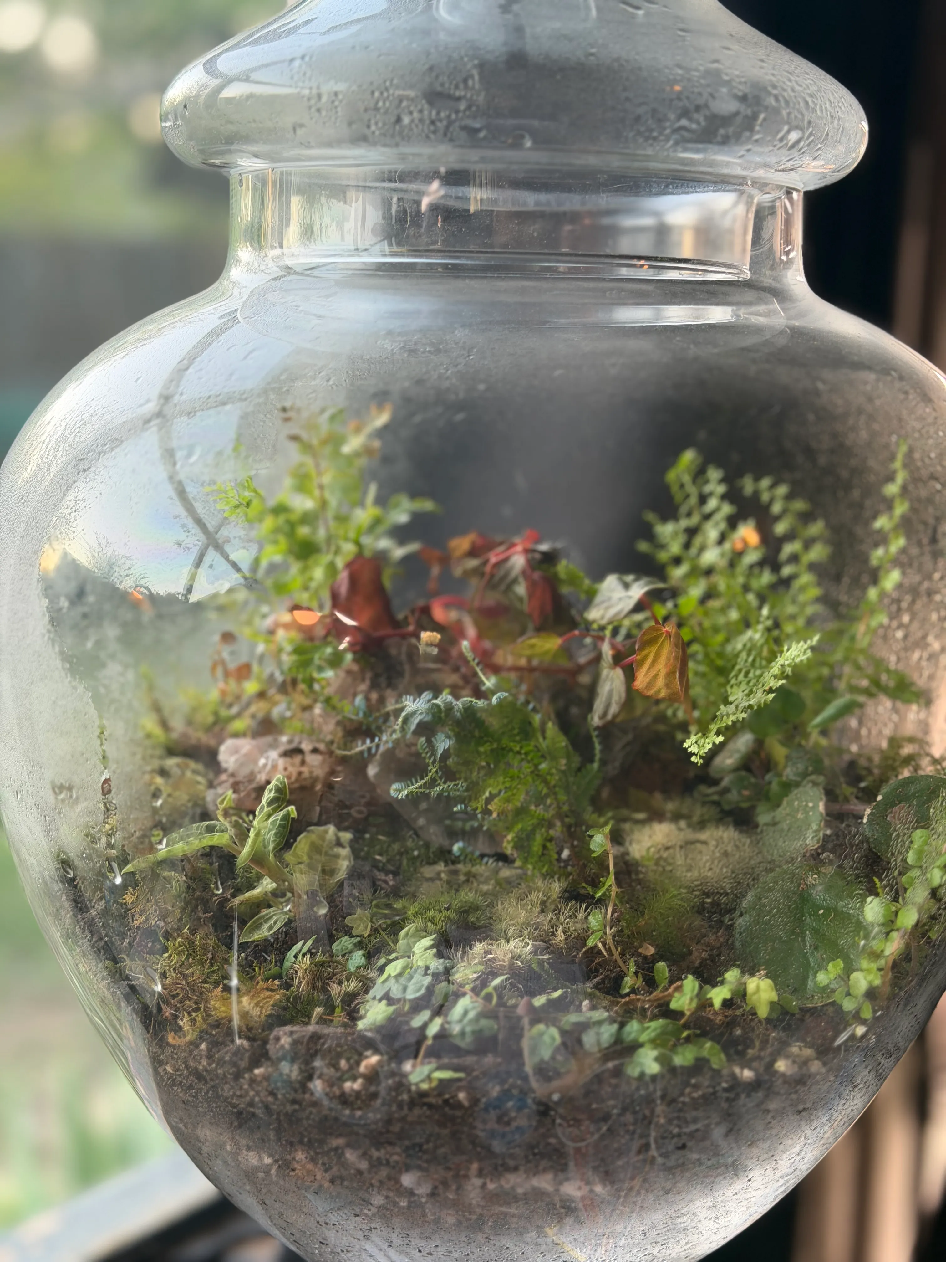 A glass cloche terrarium with a small tree