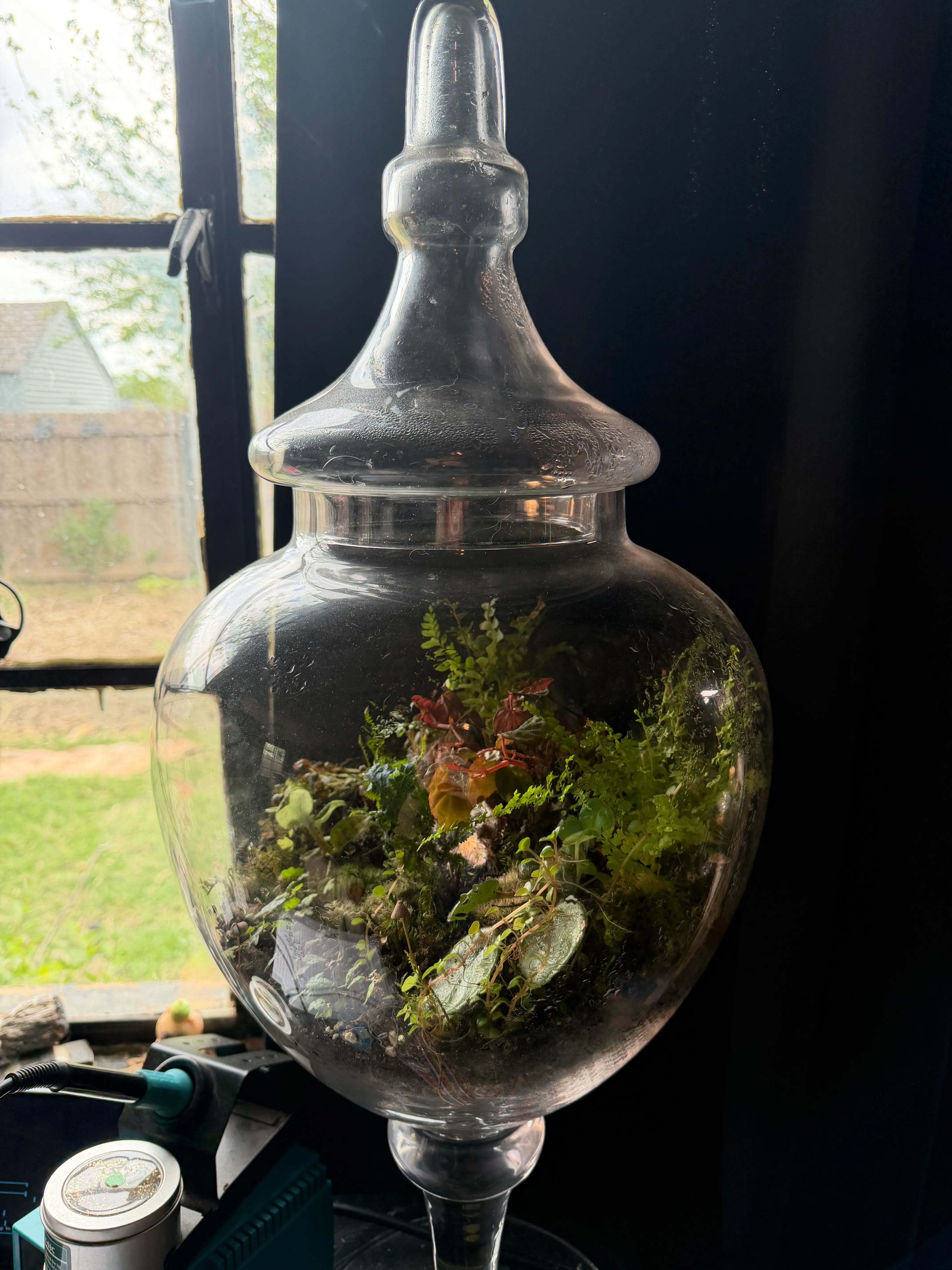 A terrarium