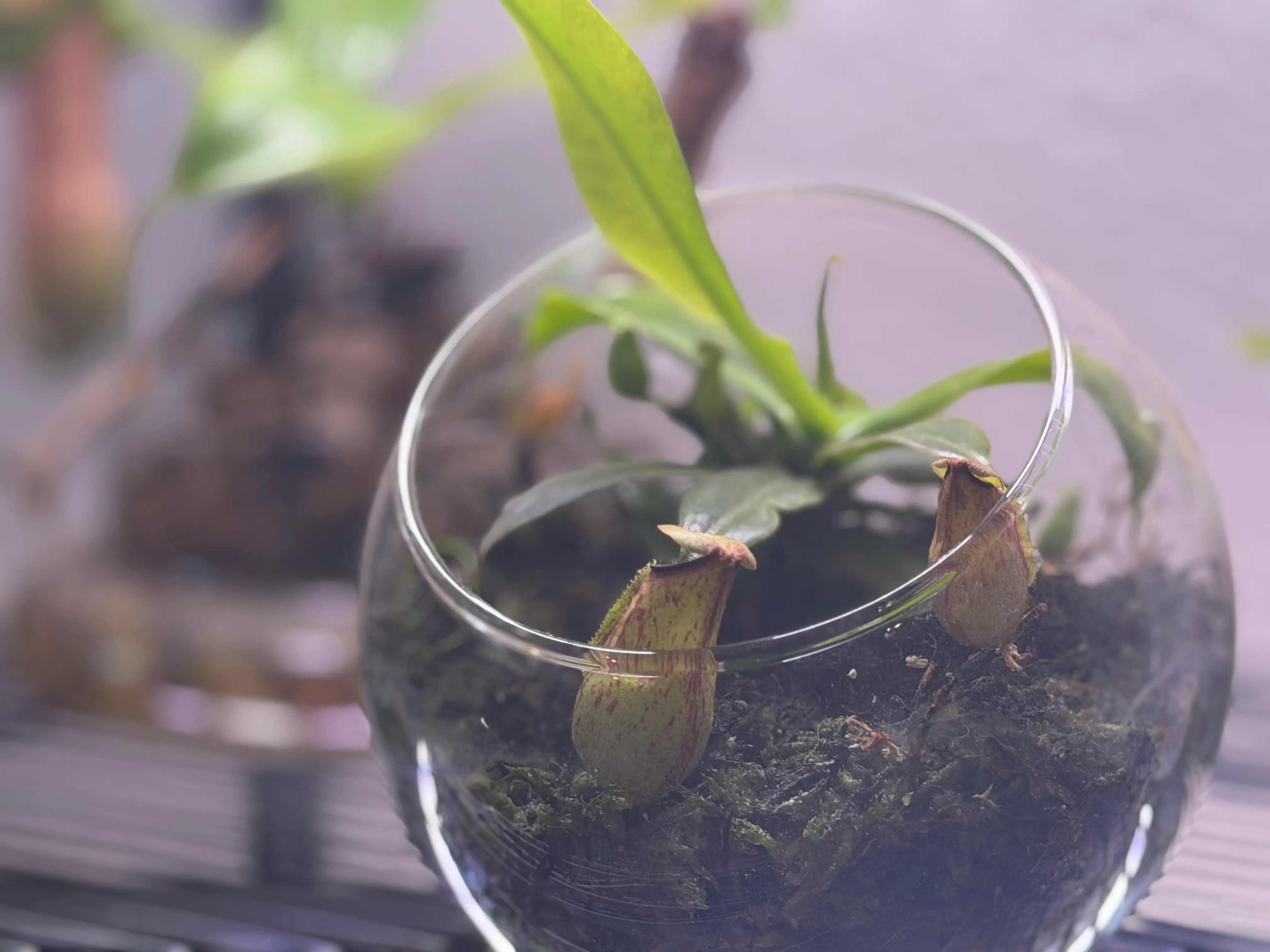A planted glass dome terrarium