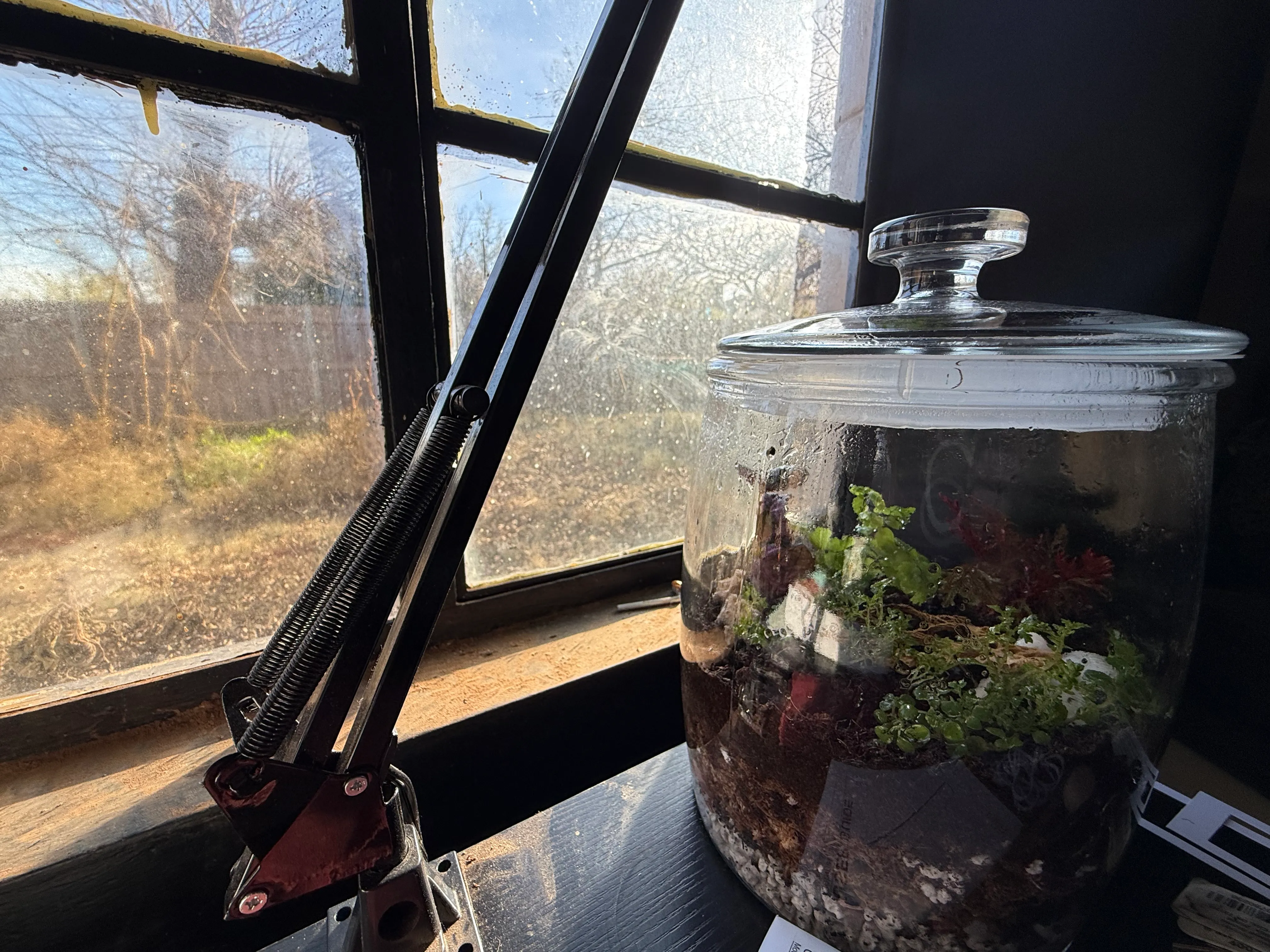 A terrarium
