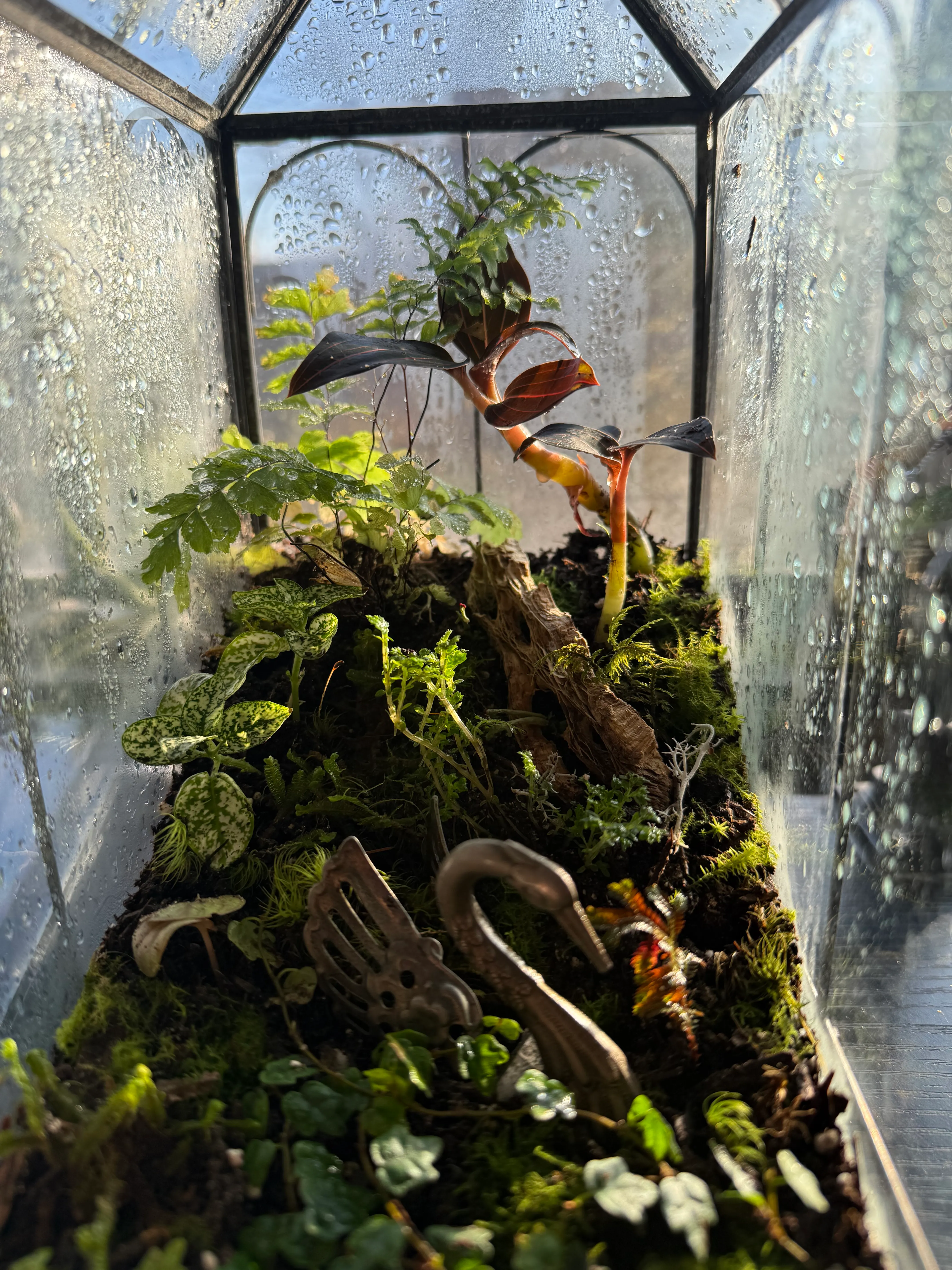 A terrarium