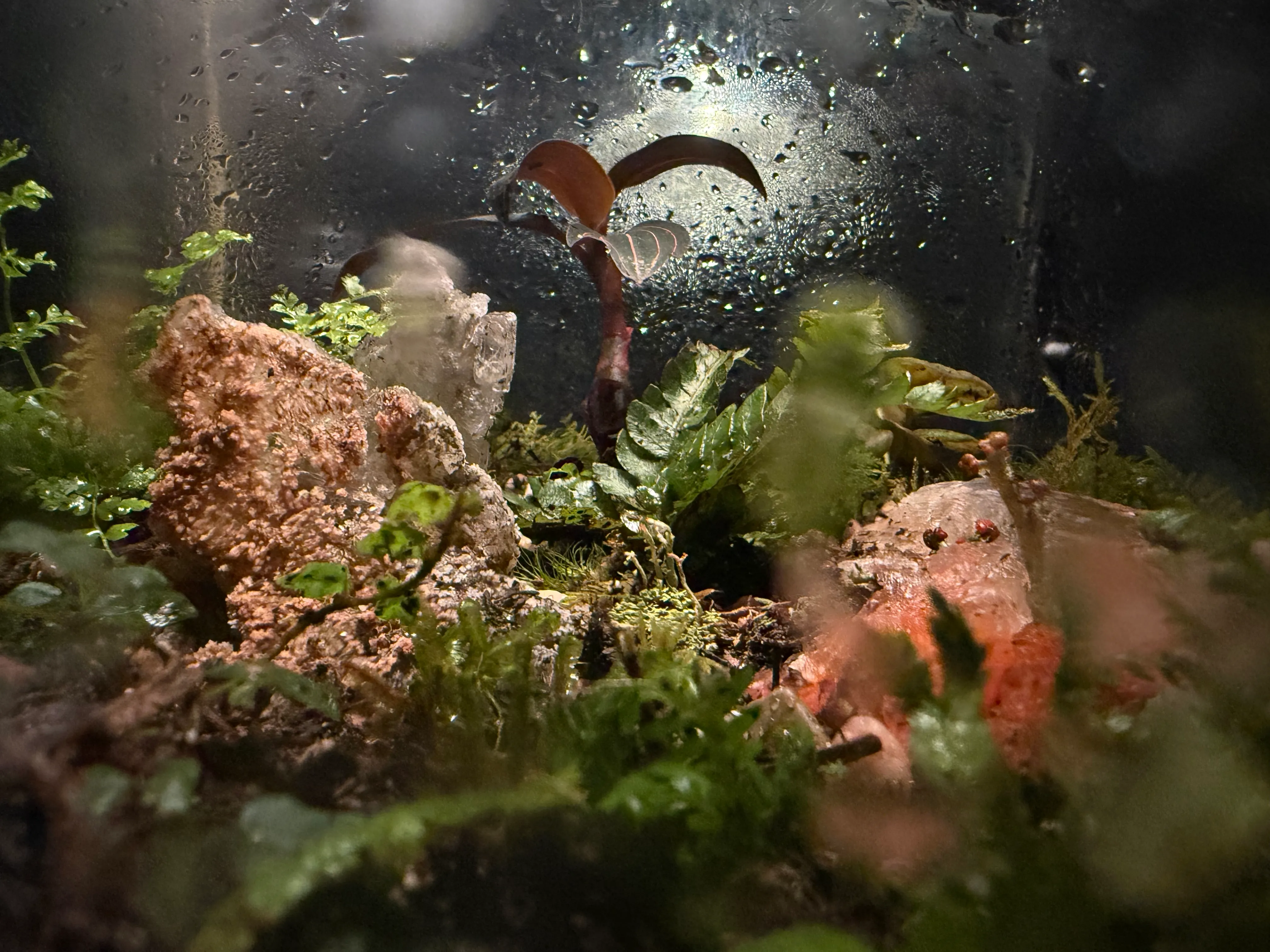 A terrarium