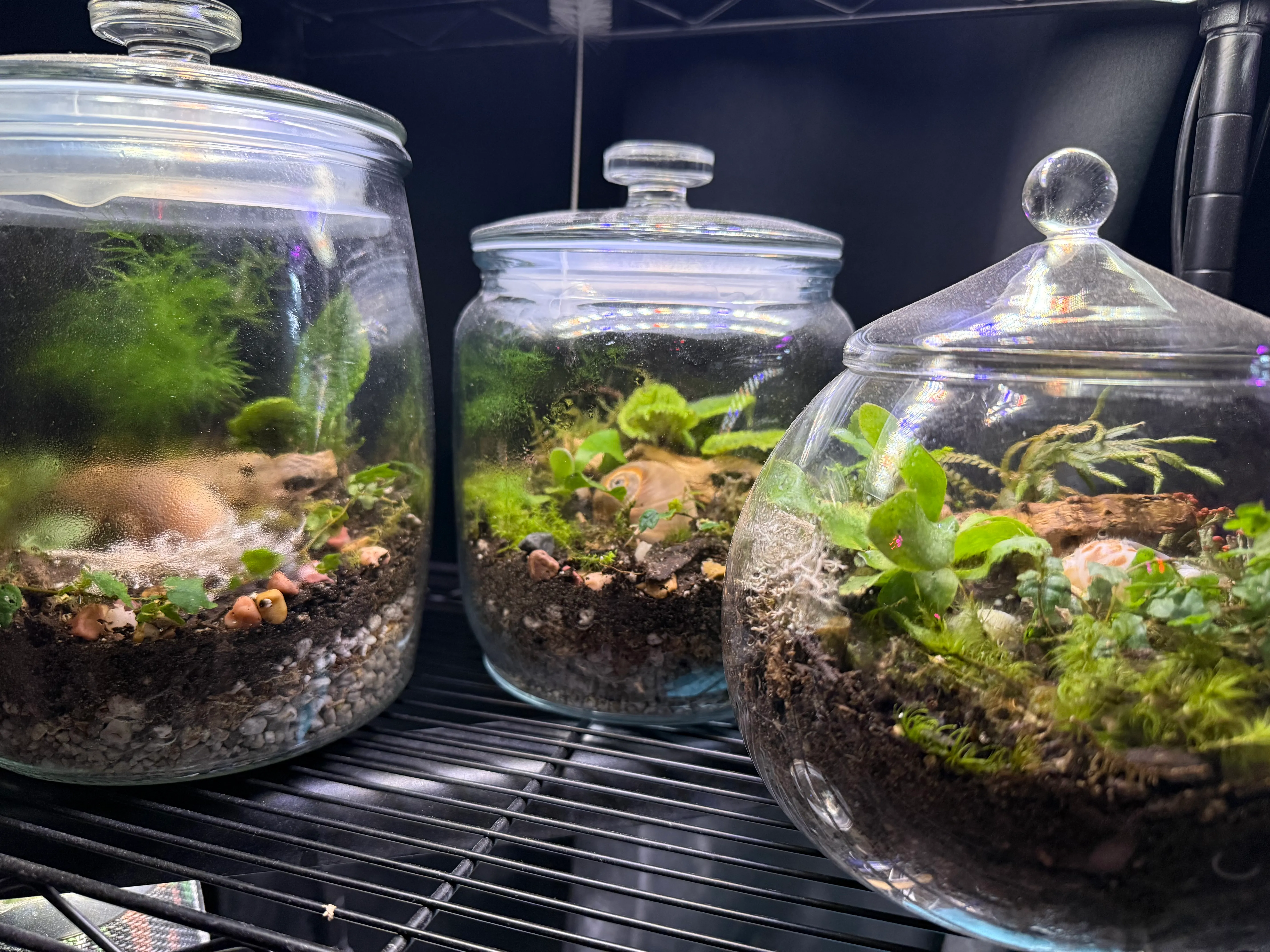 A trio of lidded apothecary-jar terrariums