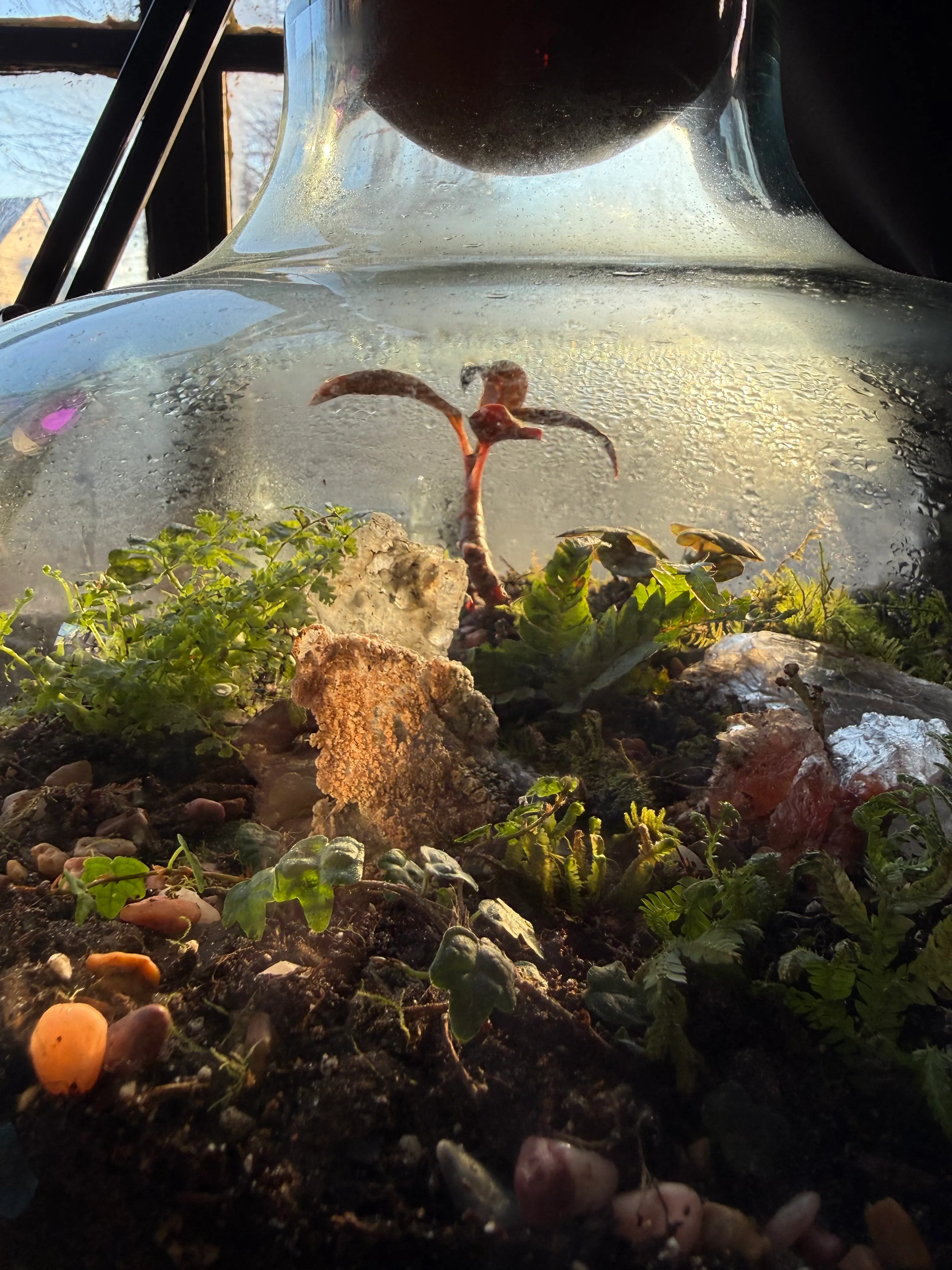 A terrarium