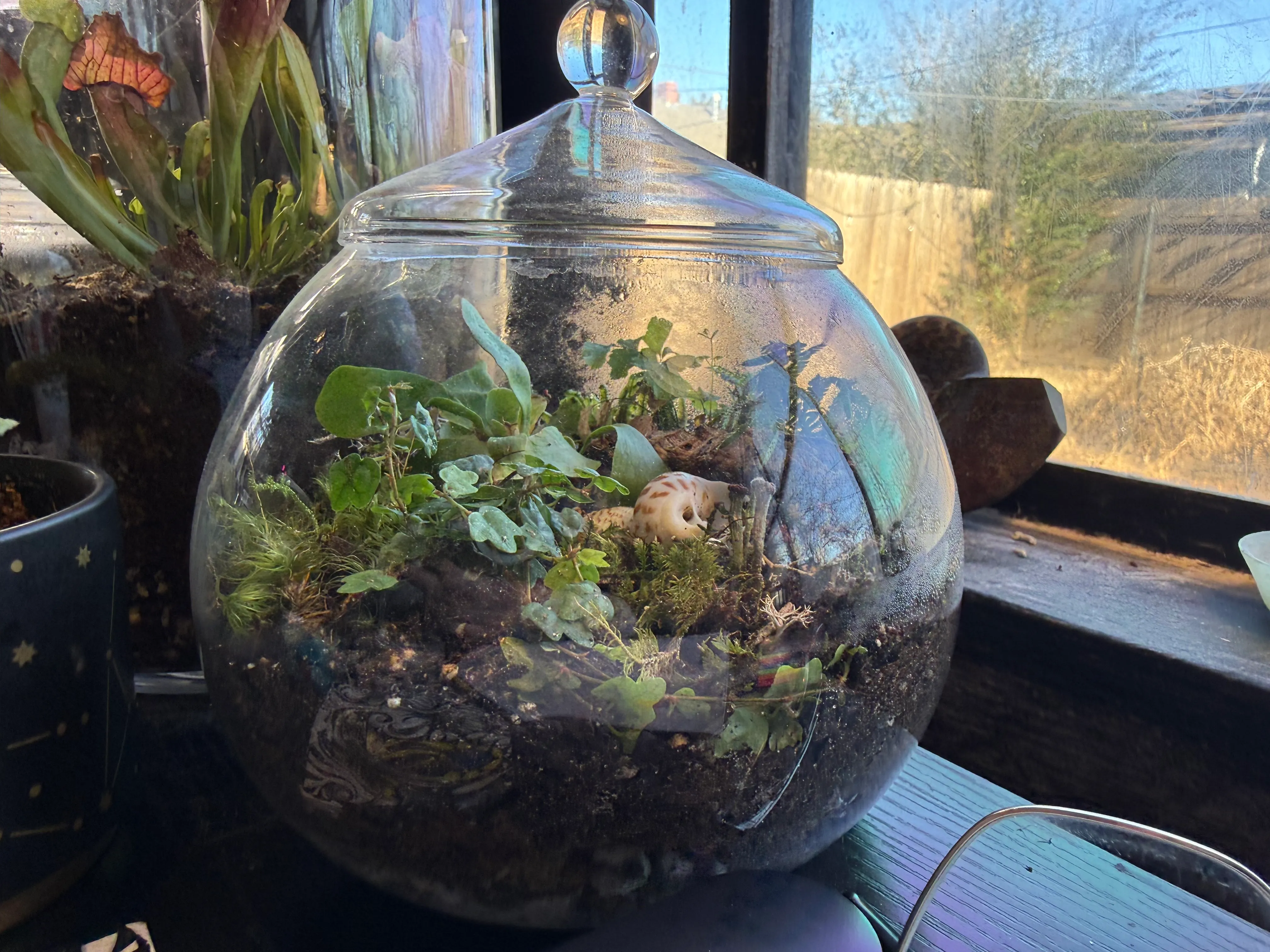 A planted glass dome terrarium