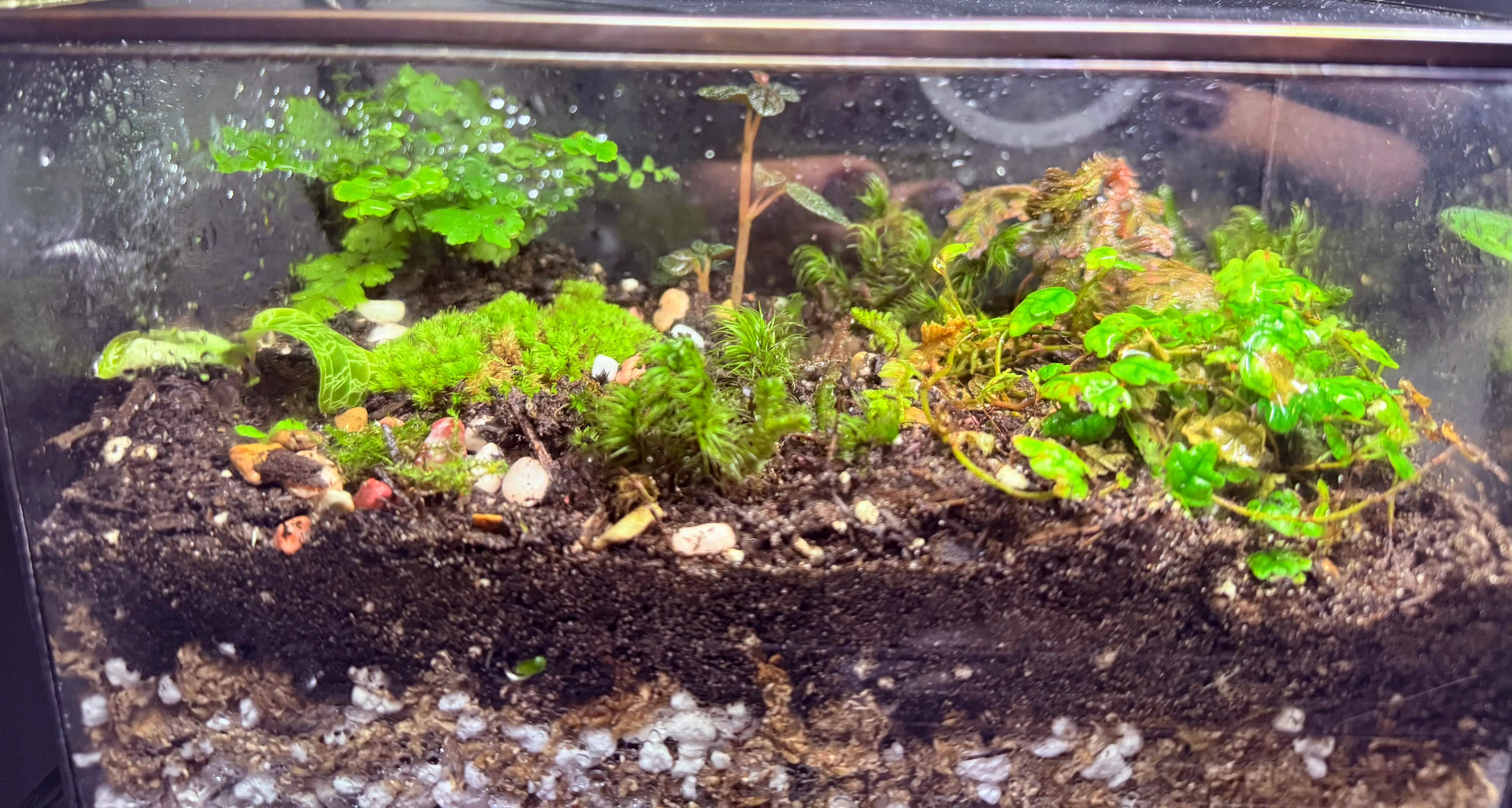A planted vivarium