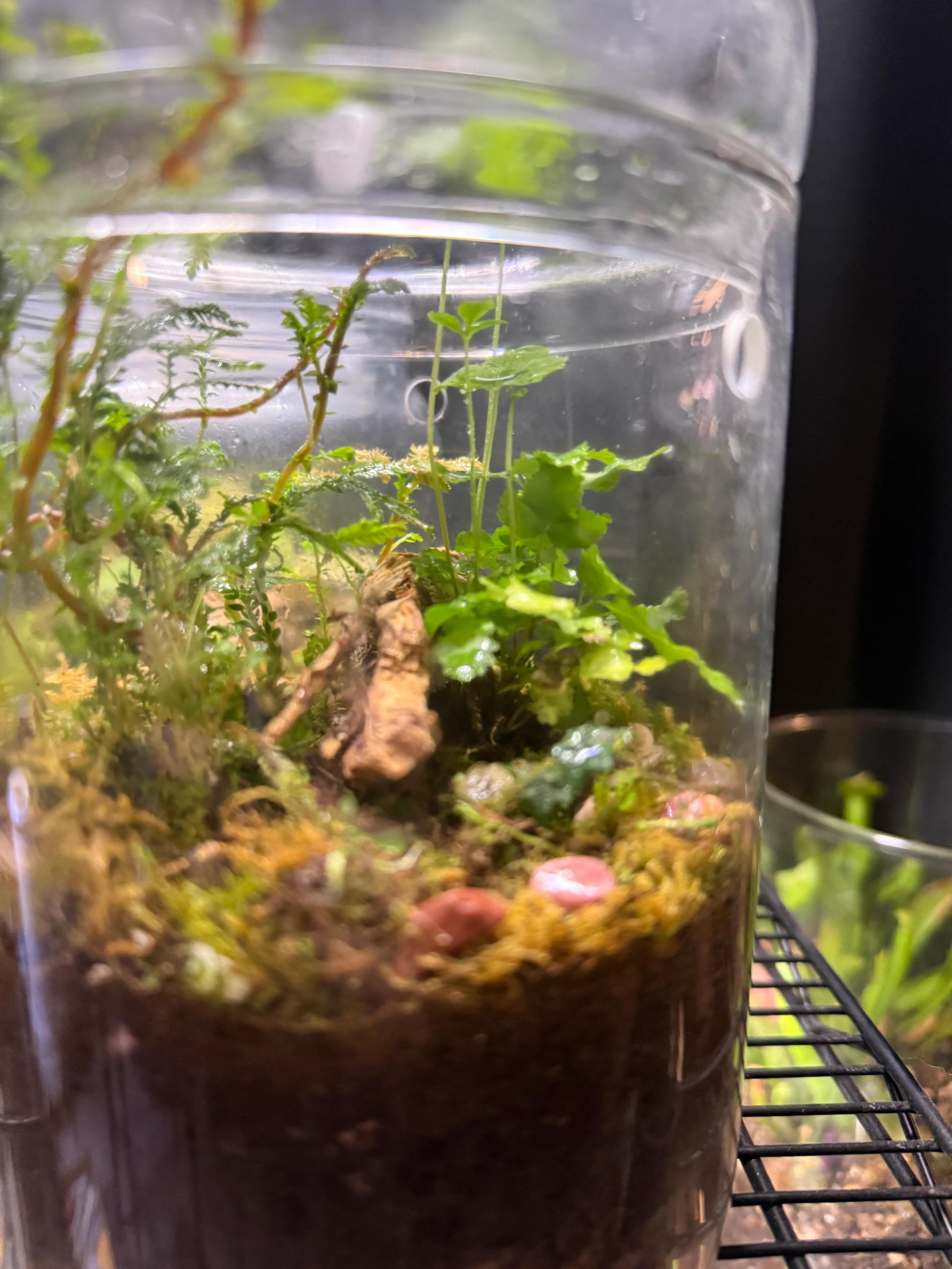 A terrarium