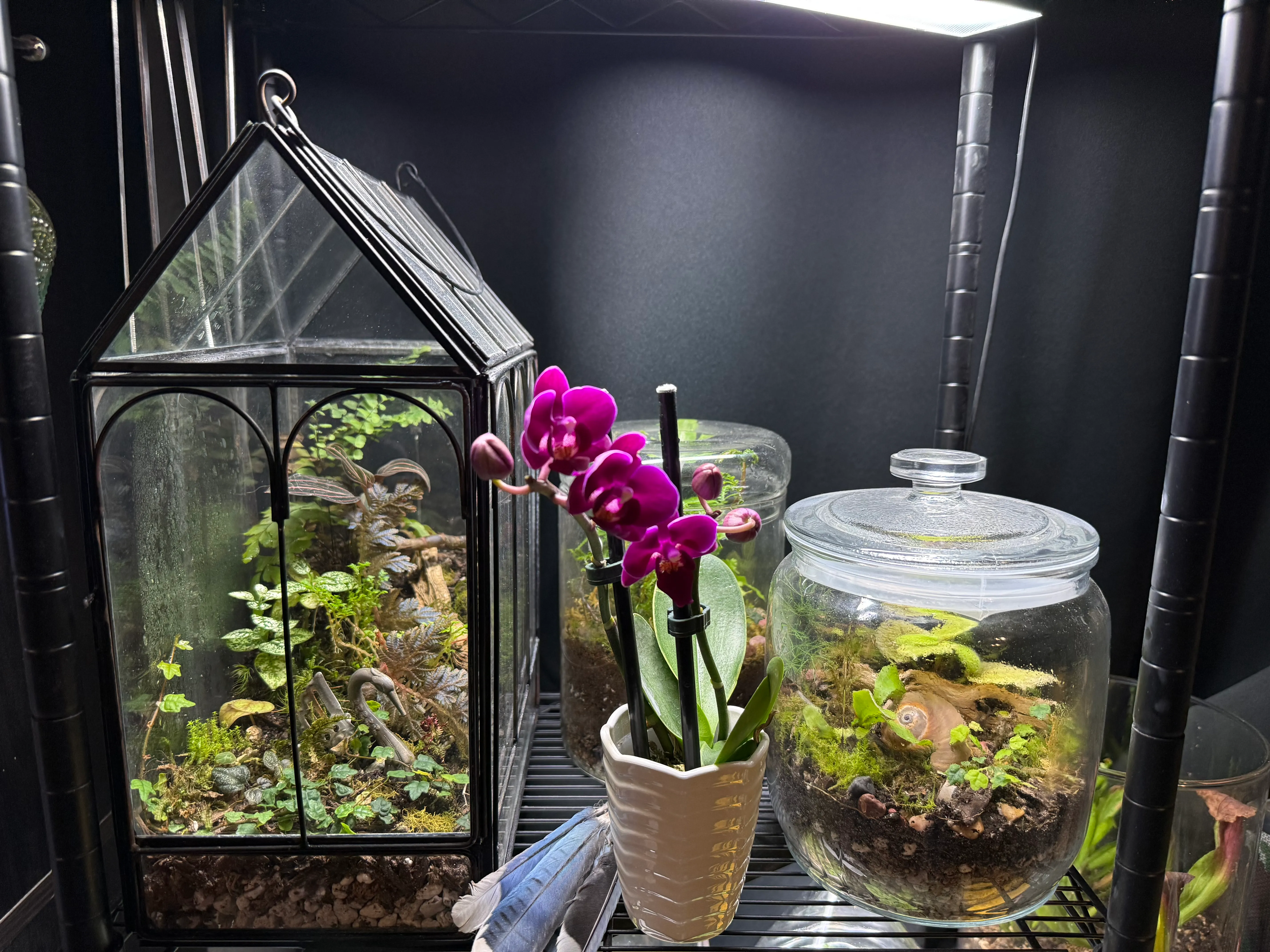 A glass terrarium with a flowering orchid