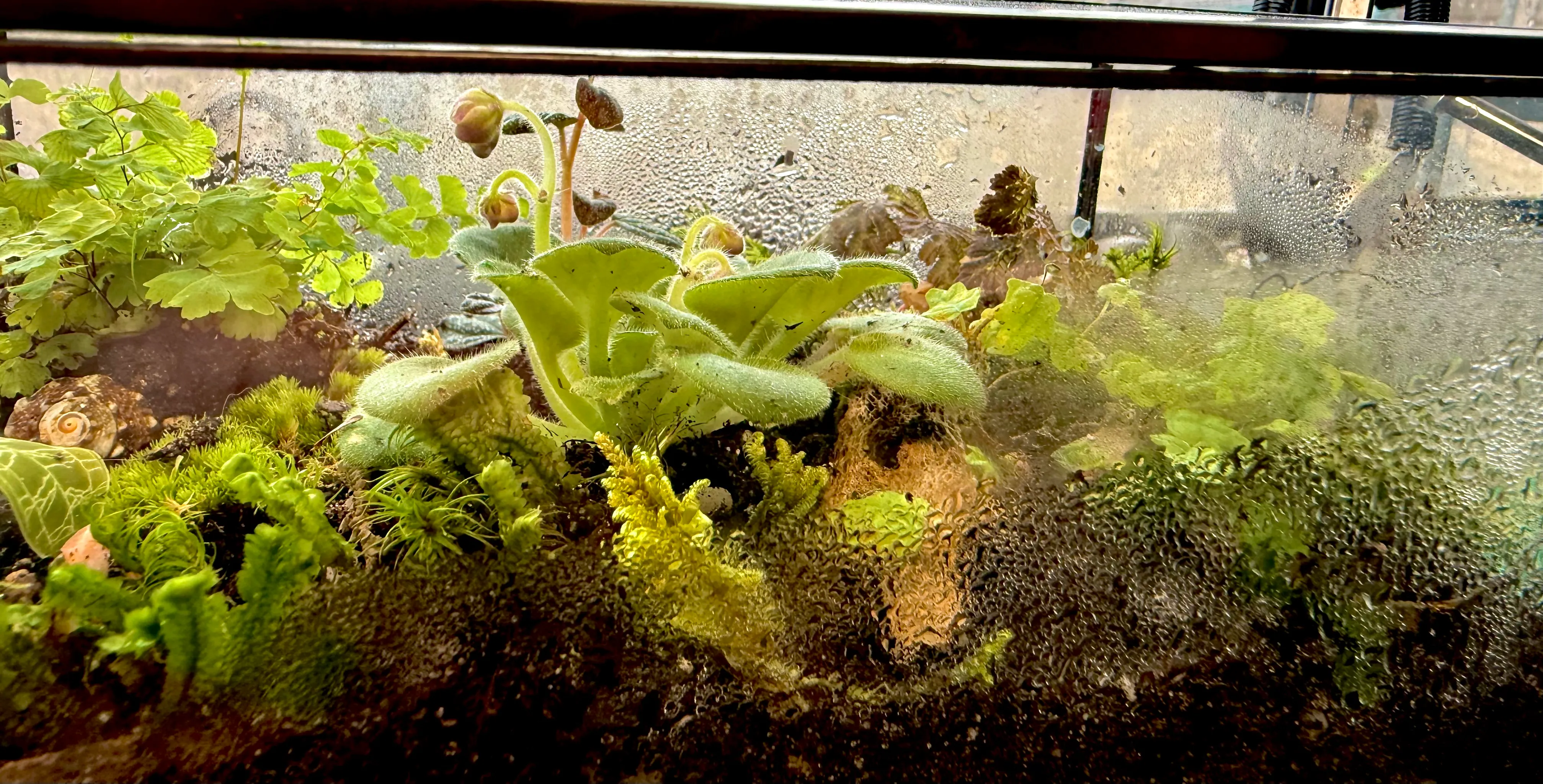 A planted vivarium