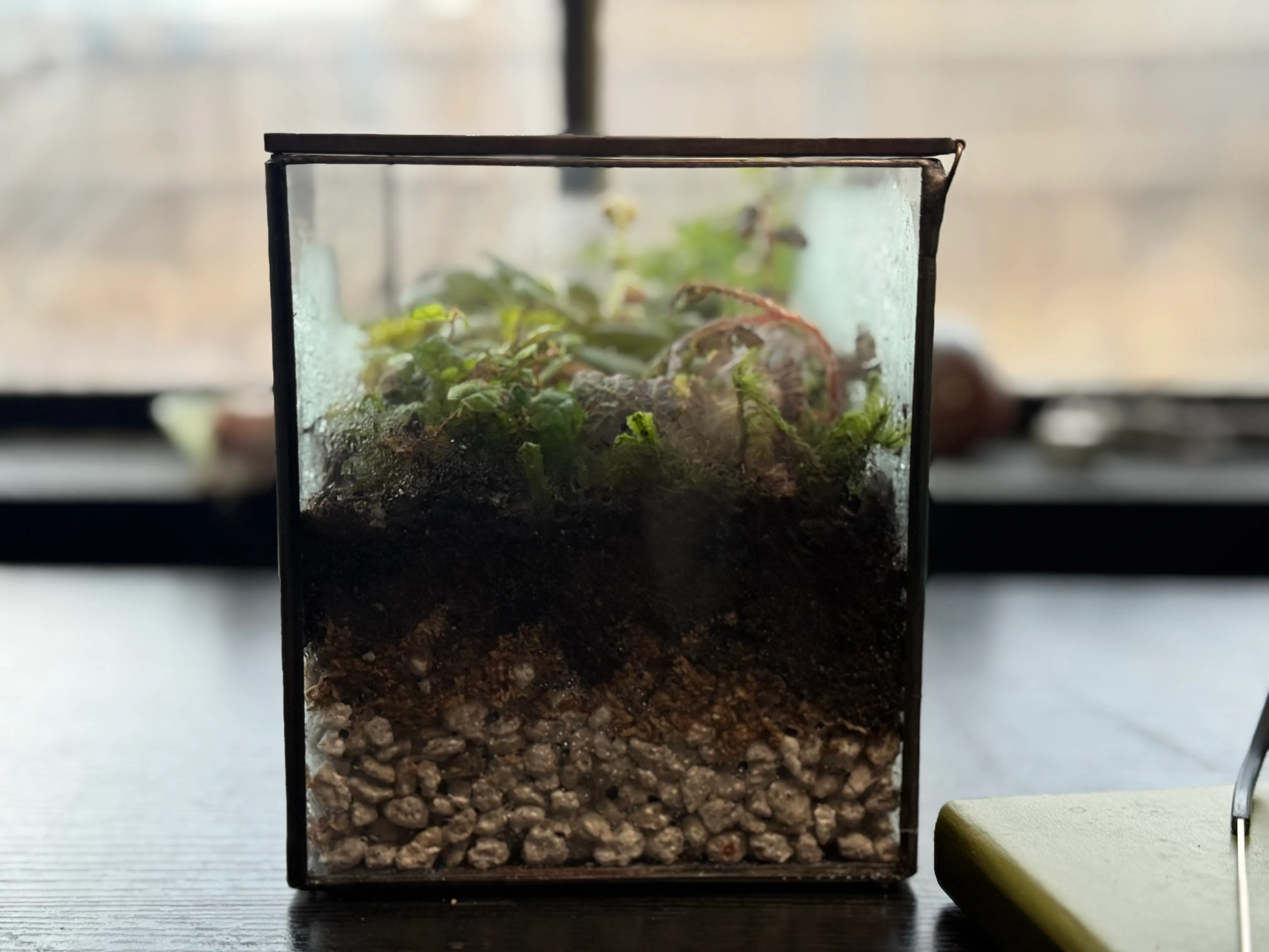 A terrarium