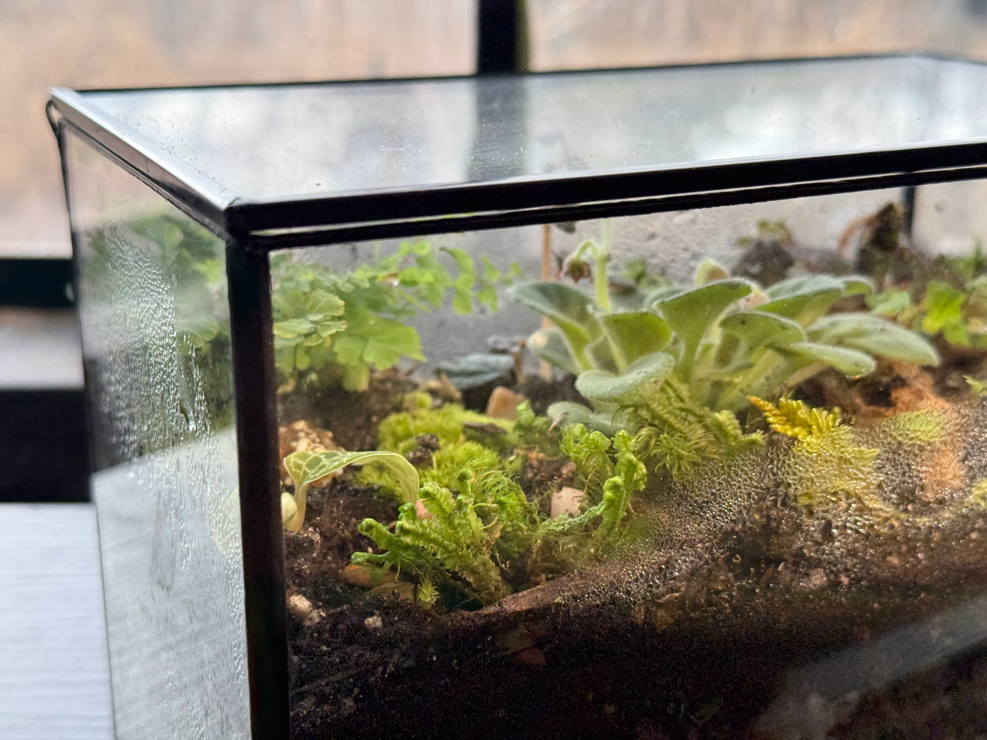 A terrarium