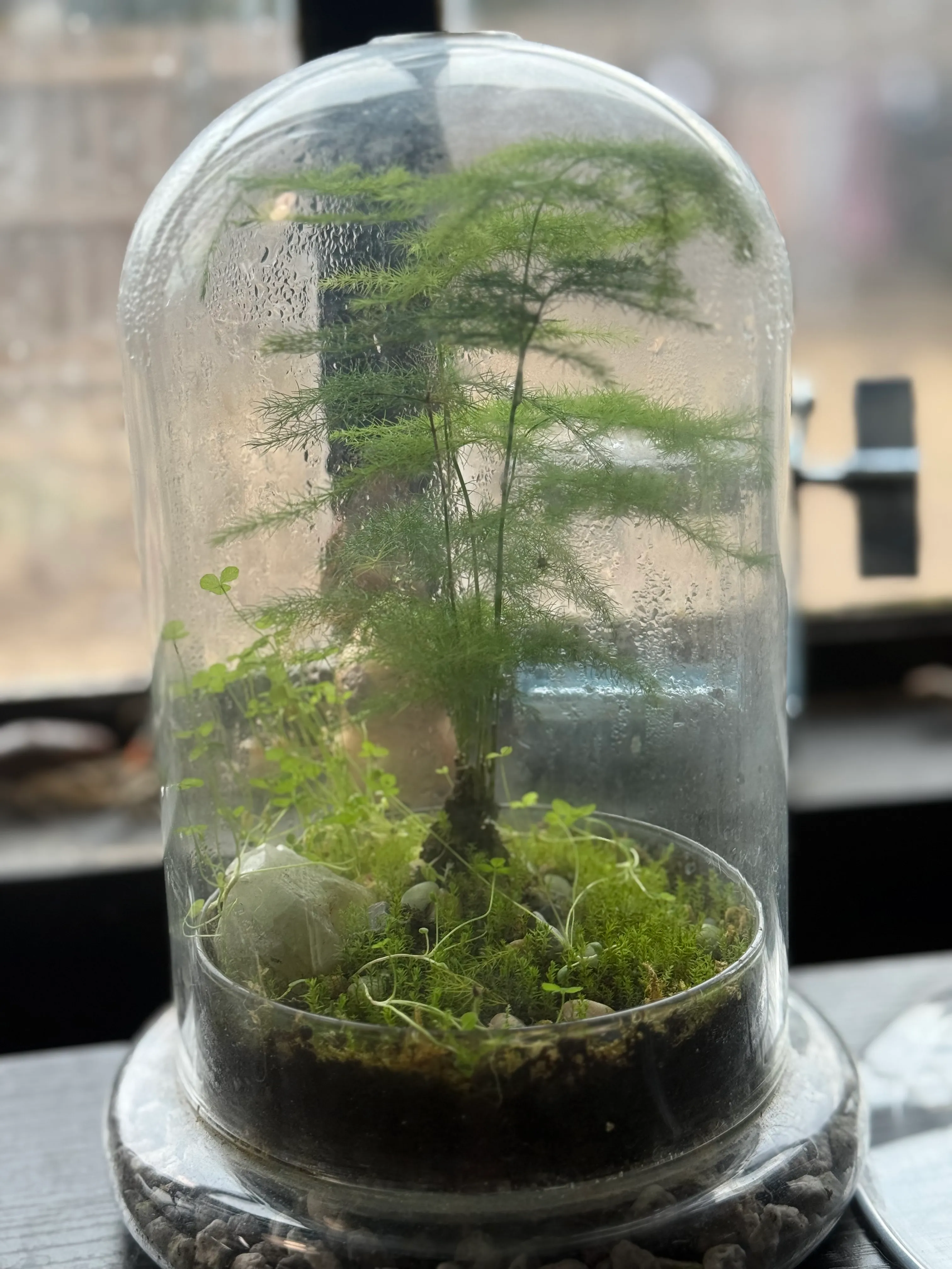 A glass cloche terrarium with a small tree