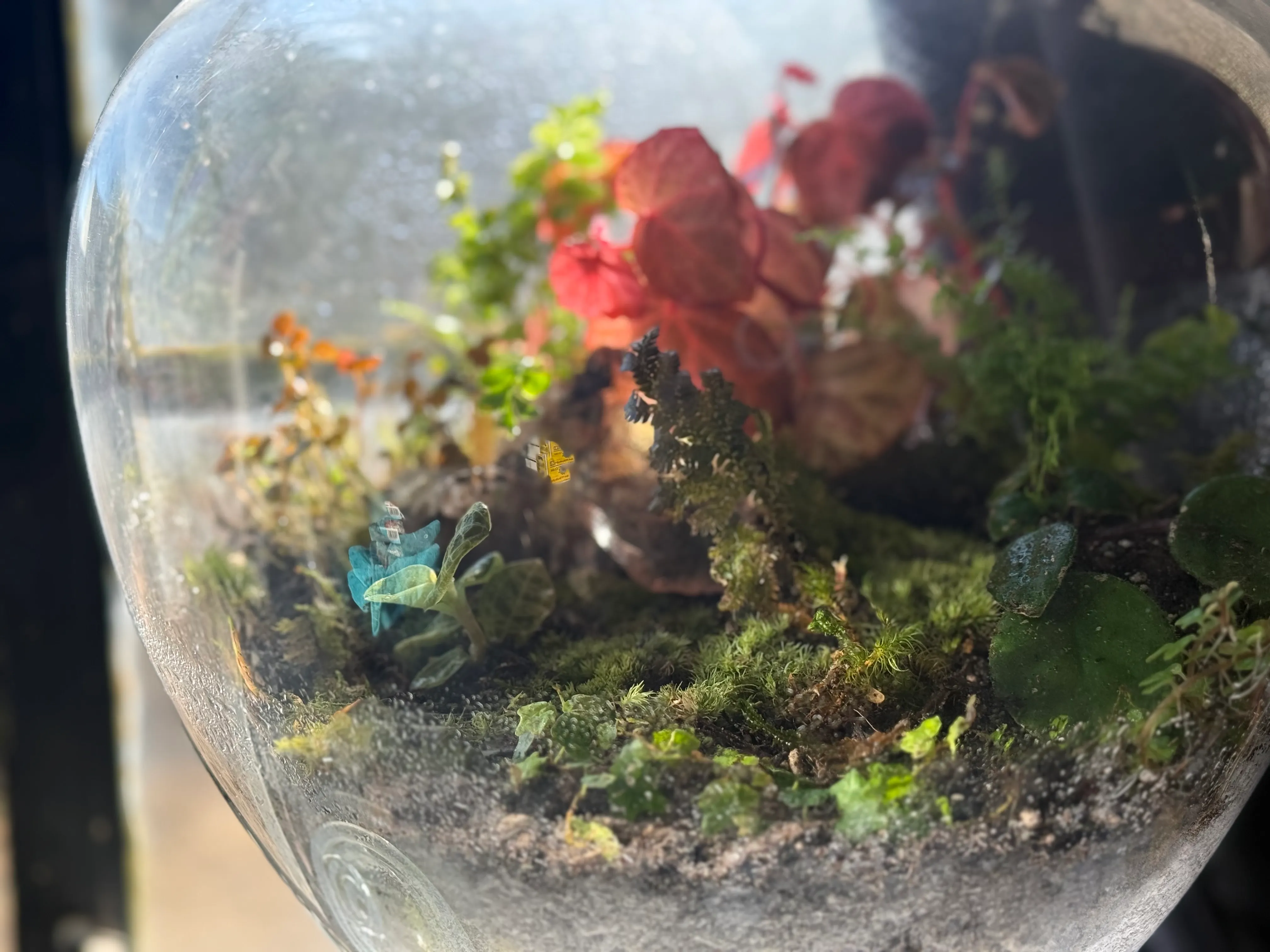 A terrarium