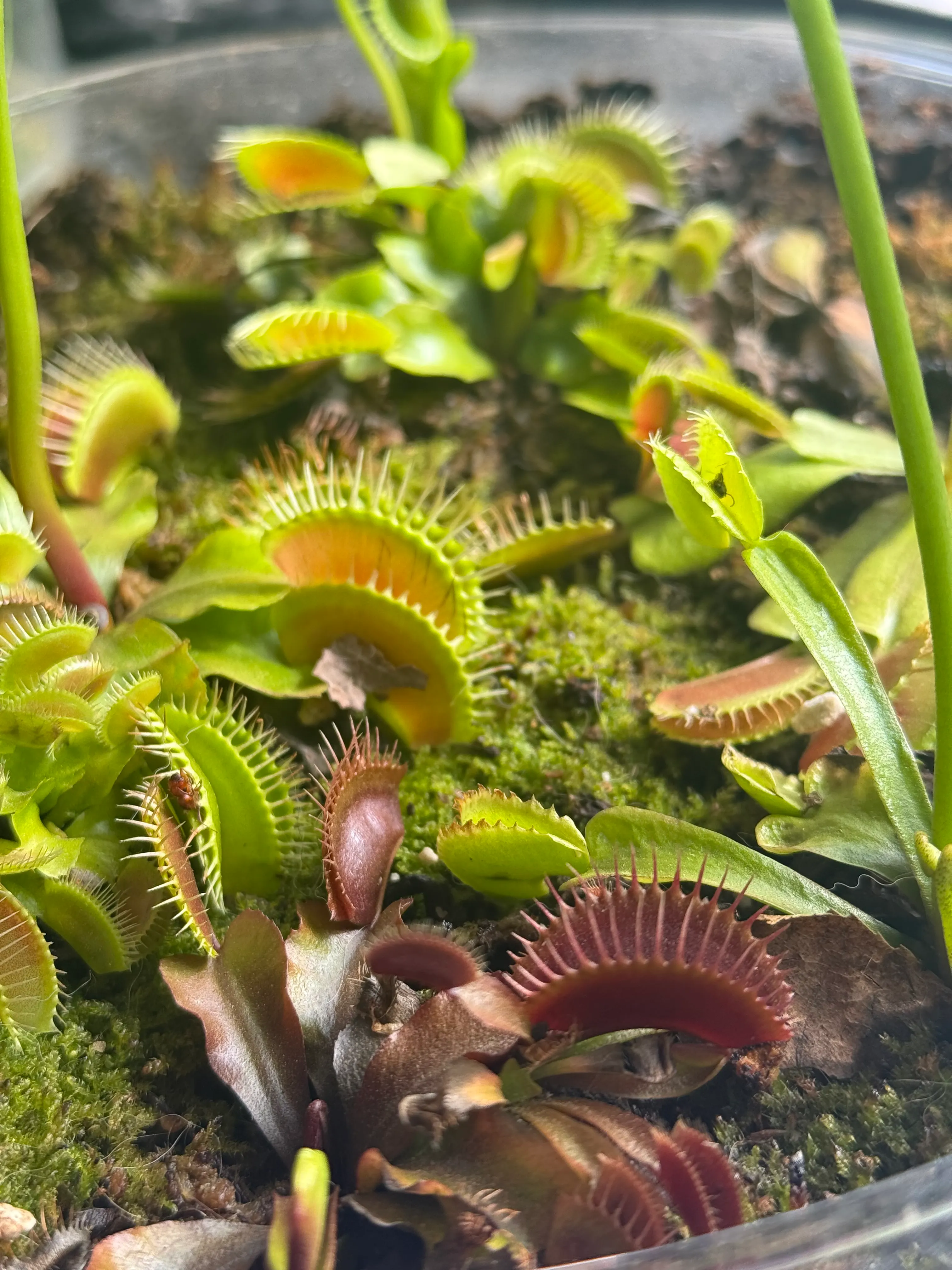 A terrarium